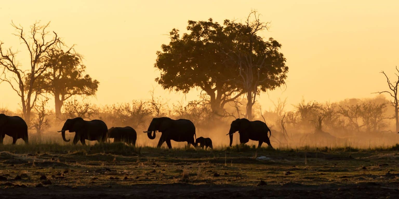 ZIMBABWE: Thousands of elephants forced to migrate by drought | Afrik 21