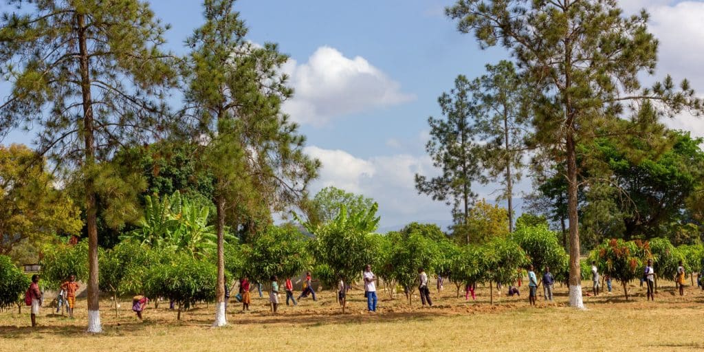 AFRIQUE : où en est-on avec le reboisement, comme solution au changement climatique ?