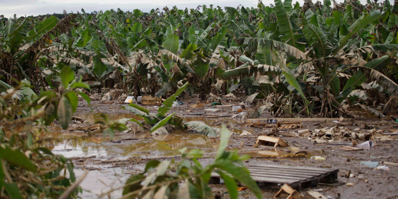 Inondations, sécheresse… les agricultures africains bientôt assurés à hauteur de 1Md$ ©Nelson Antoine/Shutterstock