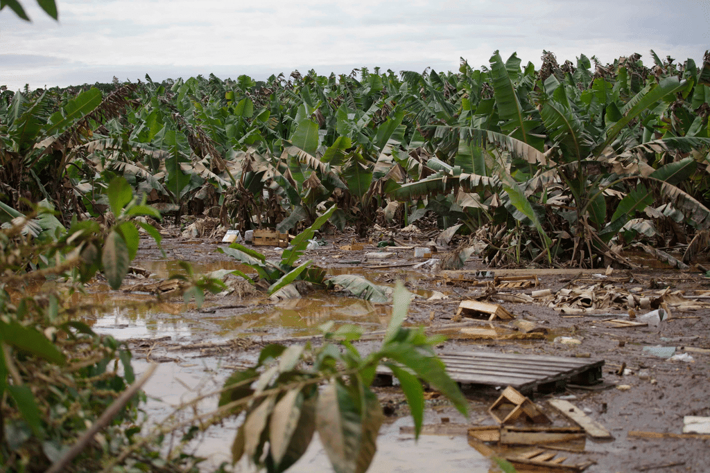 Inondations, sécheresse… les agricultures africains bientôt assurés à hauteur de 1Md$ ©Nelson Antoine/Shutterstock