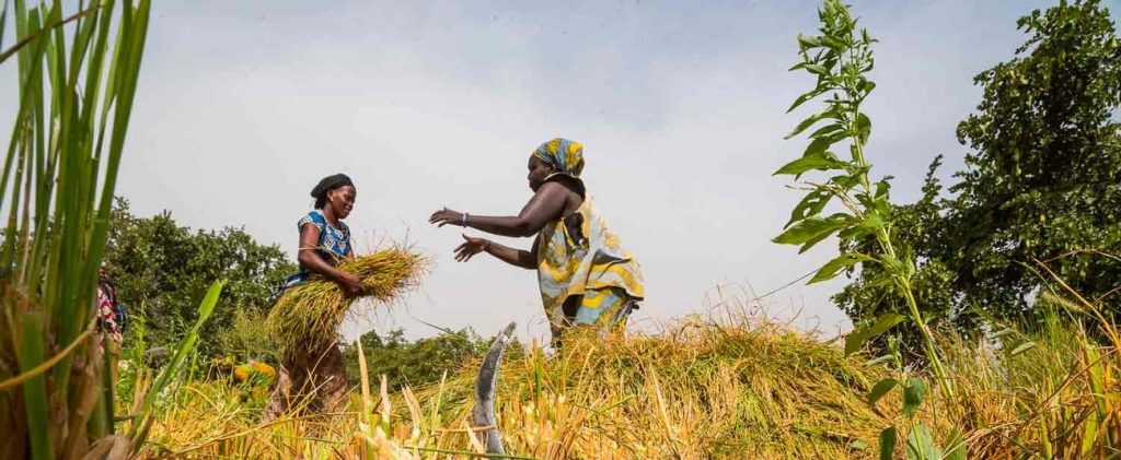 GAMBIE : la BAD octroie 16 M$ pour renforcer la sécurité alimentaire face au climat ©BAD