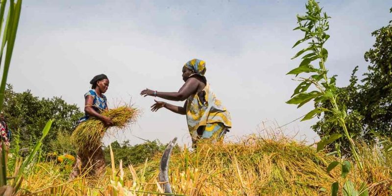 GAMBIE : la BAD octroie 16 M$ pour renforcer la sécurité alimentaire face au climat ©BAD