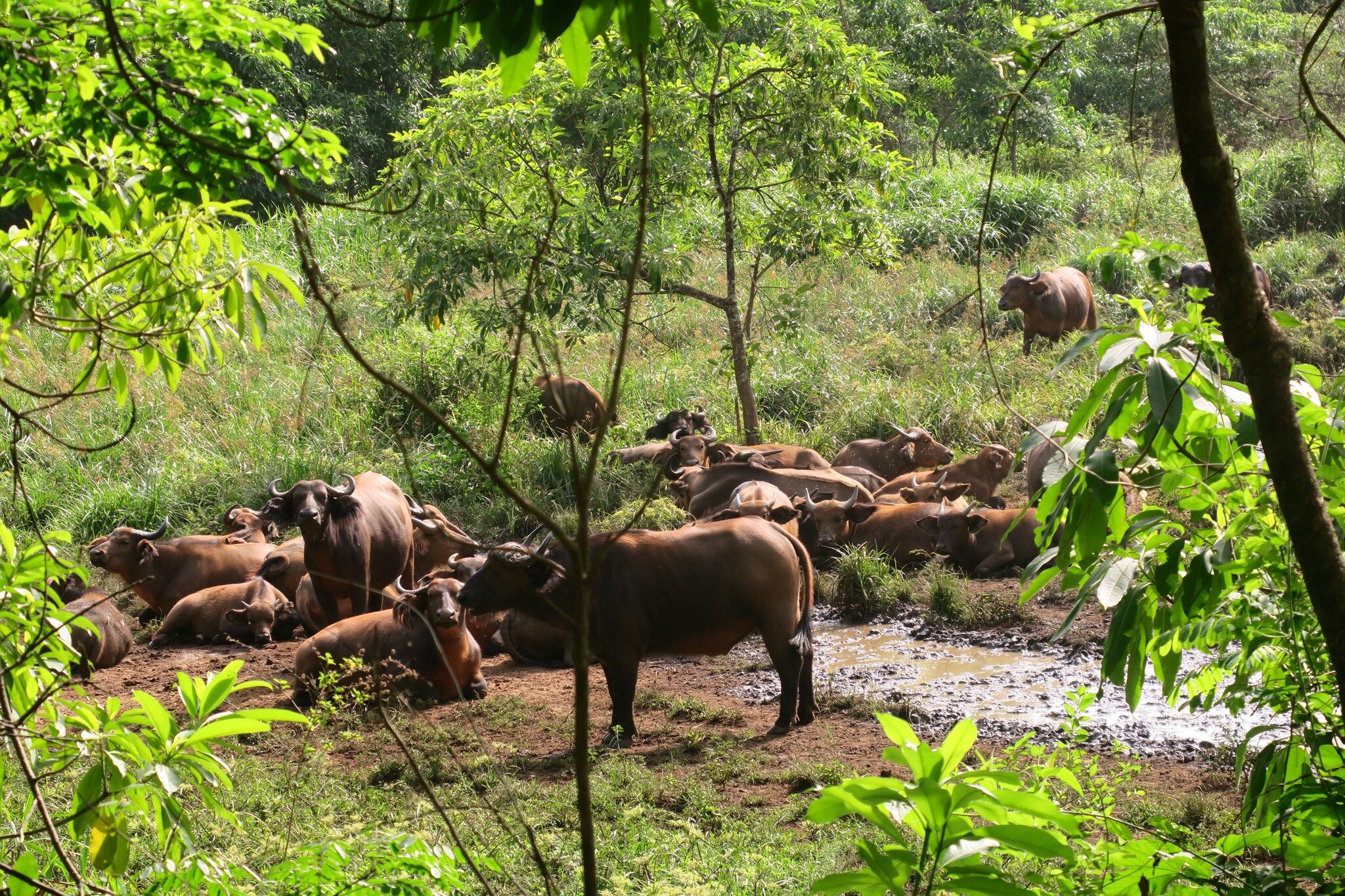 car-wildlife-population-on-the-rise-in-the-chinko-reserve-afrik-21