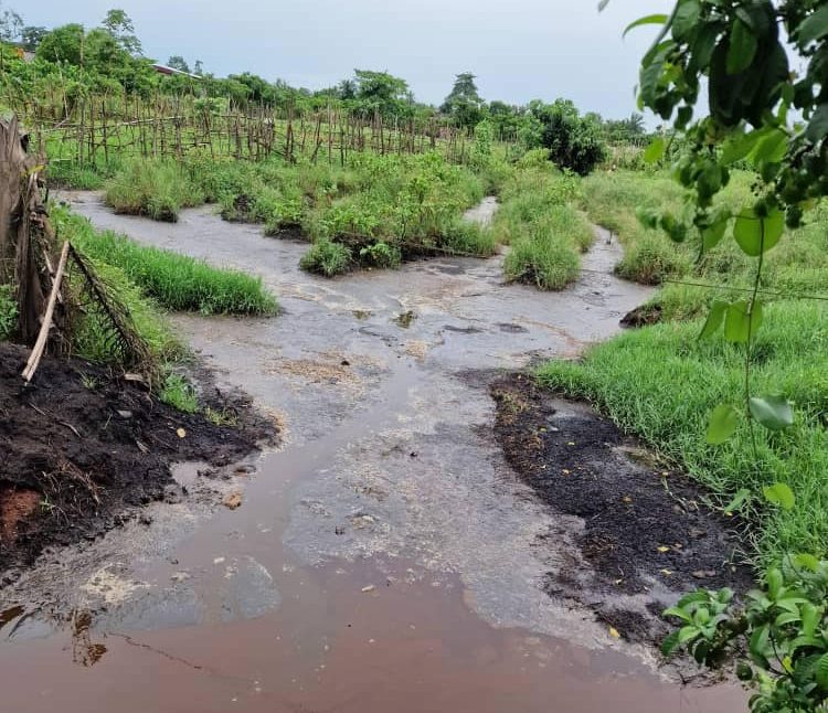 IVORY COAST: agro-industrialist Adam condemned for polluting waterways in the country ©Ivorian Ministry of the Environment