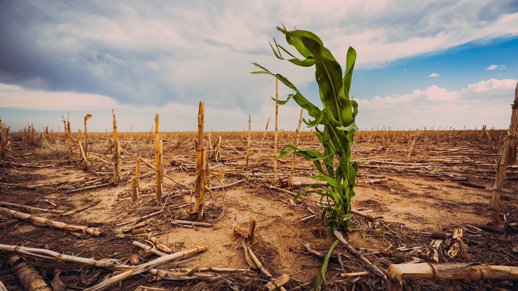 The climate is starving 24 million Malawians, Zambians, Zimbabweans and Mozambicans © Scott Book/Shutterstock