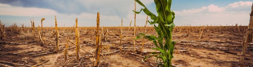 Le climat affame 24 millions de Malawites, Zambiens, Zimbabwéens et Mozambicains © Scott Book/Shutterstock