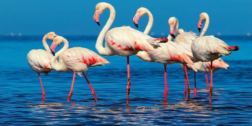 Rising water levels threaten Africa’s pink flamingos in the Great Lakes region©Yulia Lakeienko/Shutterstock