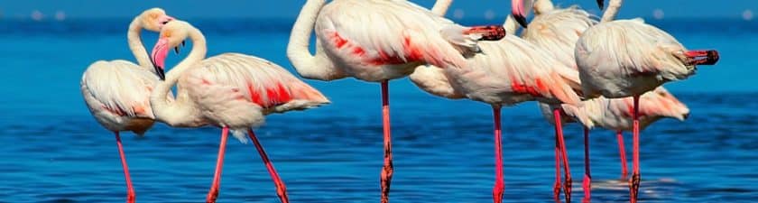 Rising water levels threaten Africa’s pink flamingos in the Great Lakes region©Yulia Lakeienko/Shutterstock