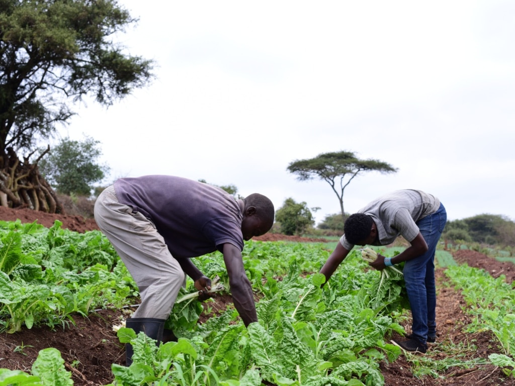 KENYA: around 8,000 tonnes of organic fertiliser to support sustainable agriculture©Miaron Billy/Shutterstock