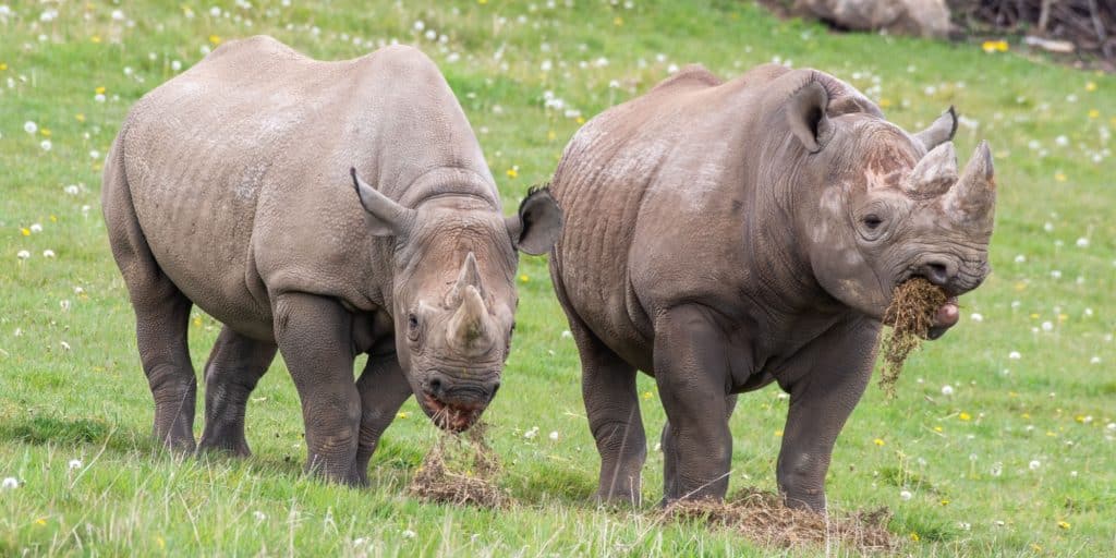 AFRIQUE DU SUD : l’élevage intensif des lions et des rhinocéros désormais interdit© Ian Fox /Shutterstock