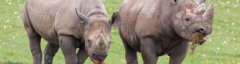 AFRIQUE DU SUD : l’élevage intensif des lions et des rhinocéros désormais interdit© Ian Fox /Shutterstock