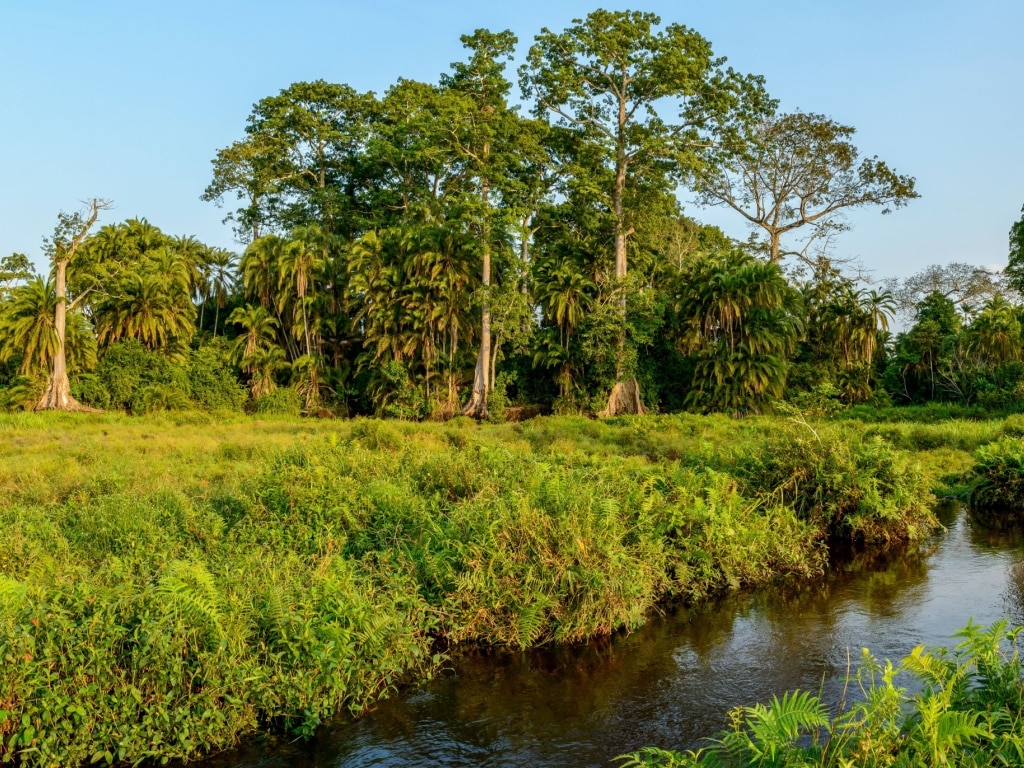 Congo Basin: a call from the OIF for sustainable agriculture based on innovation©Roger de la Harpe/Shutterstock