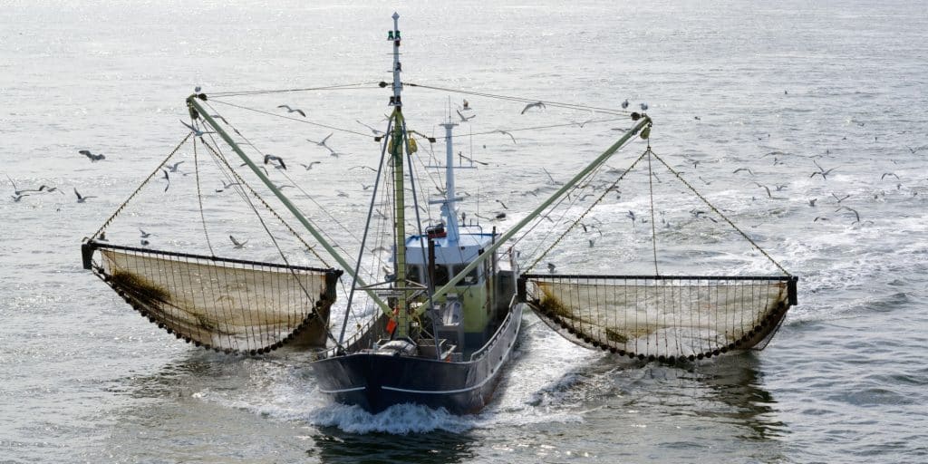 CAMEROUN: otage de chalutiers étrangers, la pêche hauturière ravage la biodiversité©Split Second Stock/Shutterstock