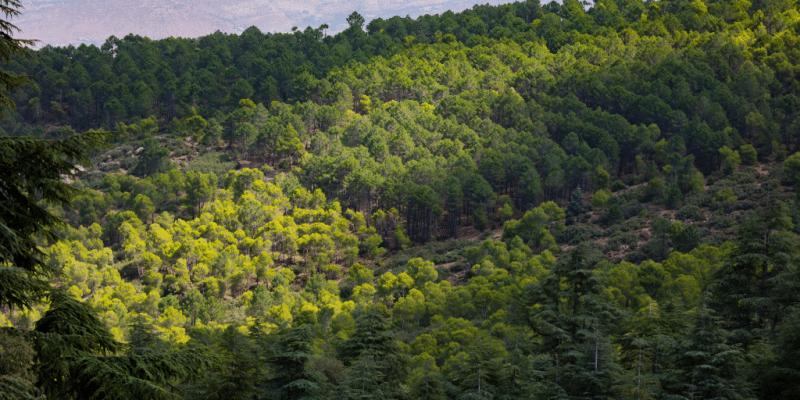 Water and forest management: the AfDB grants Morocco €84 million © osprey world/Shutterstock