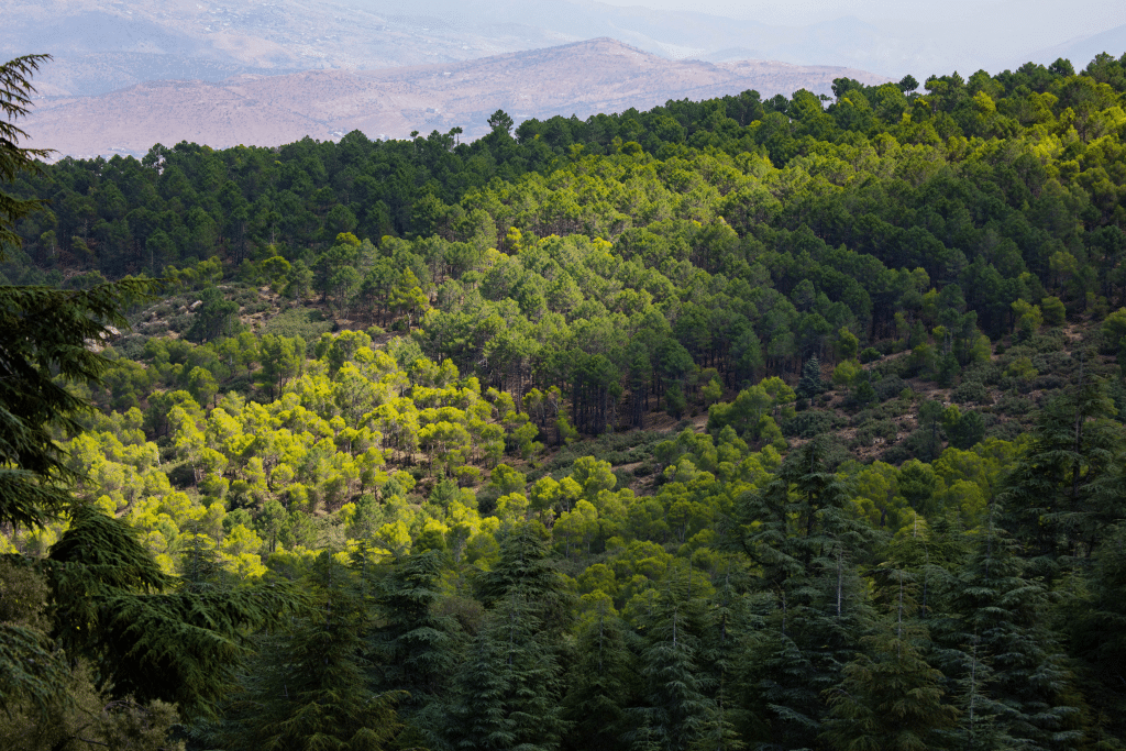 Water and forest management: the AfDB grants Morocco €84 million © osprey world/Shutterstock