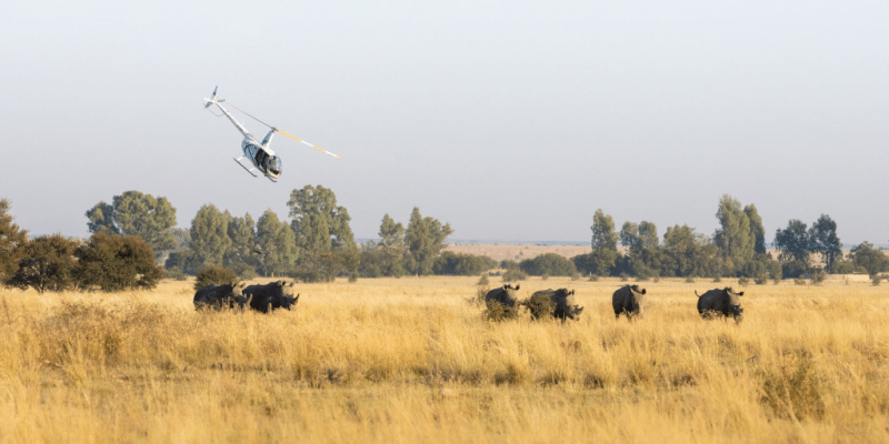 African Parks poursuit le réensauvagement de 120 rhinocéros blancs dans le parc Kruger ©African Parks