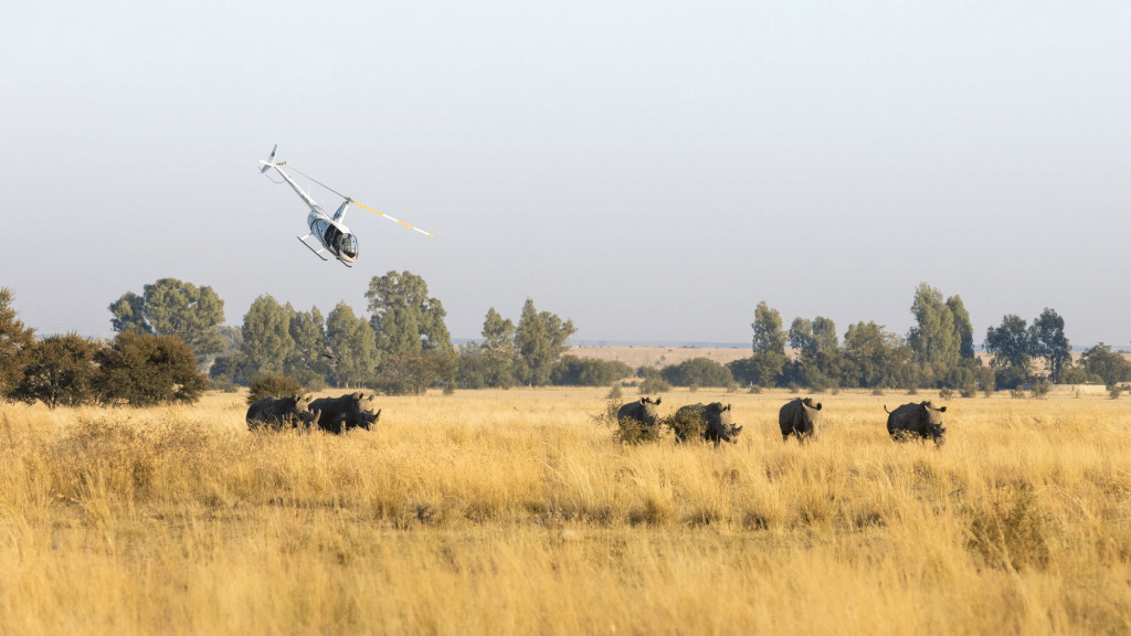 African Parks poursuit le réensauvagement de 120 rhinocéros blancs dans le parc Kruger ©African Parks