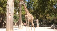 Discovering Luengue-Luiana Park, a jewel in the Angolan town of Rivungo © Ministério do Ambiente de Angola