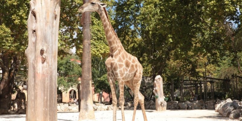 Discovering Luengue-Luiana Park, a jewel in the Angolan town of Rivungo © Ministério do Ambiente de Angola