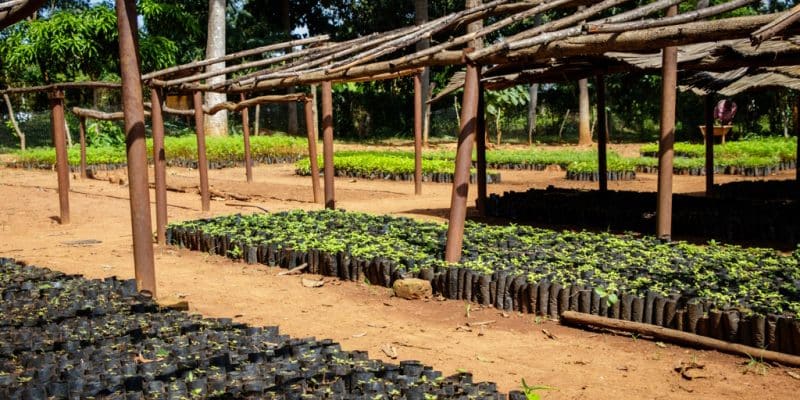 DRC: 1,500 hectares of trees planted in North Kivu in the face of climate and war © Dennis Wegewijs/Shutterstock