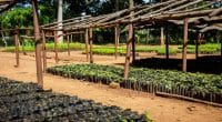 RDC : 1 500 hectares d’arbres plantés dans le Nord-Kivu face au climat et à la guerre ©Dennis Wegewijs/Shutterstock