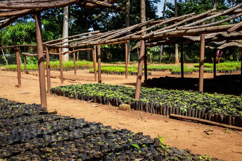 RDC : 1 500 hectares d’arbres plantés dans le Nord-Kivu face au climat et à la guerre ©Dennis Wegewijs/Shutterstock