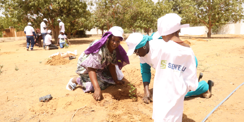 Electrochlorination, solar, biodiversity… SEN’EAU’s green revolution in Senegal