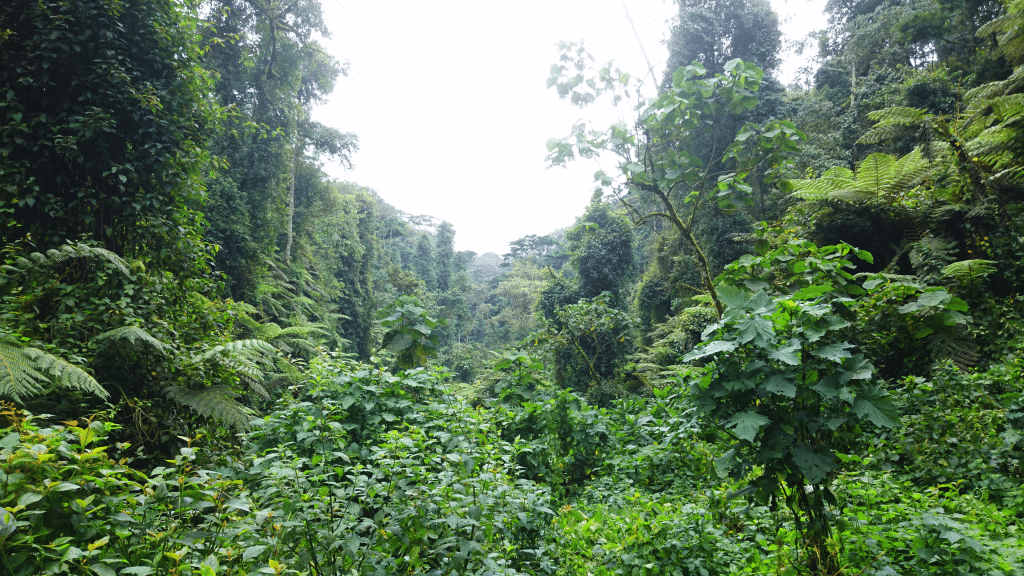 Reducing carbon emissions: Ivory Coast awarded $35 million © Gregor2016S/Shutterstock