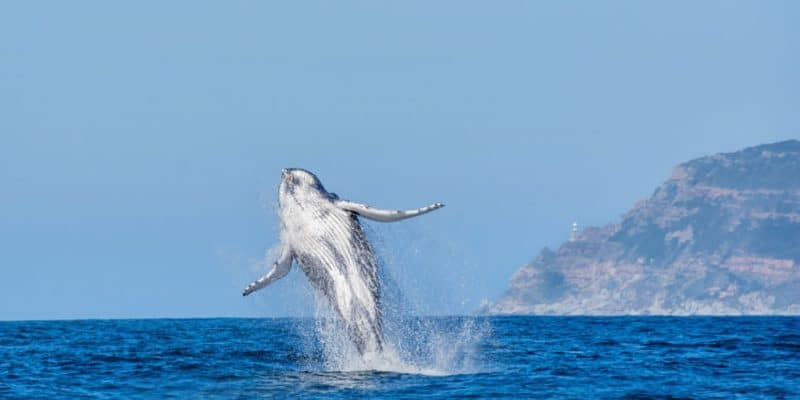 A humpback whale breaks off off Cape Point in False Bay, South Africa©Cathy Withers-Clarke