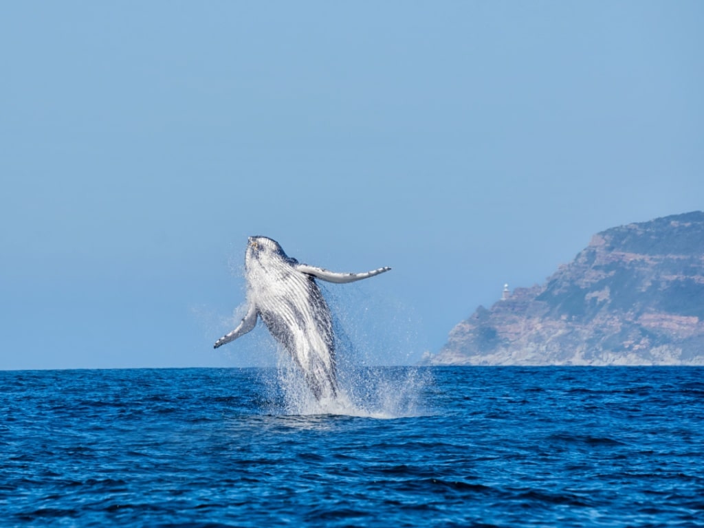 A humpback whale breaks off off Cape Point in False Bay, South Africa©Cathy Withers-Clarke