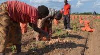 Eau et agriculture : l'Usaid engage 66,8 M$ pour la résilience climatique en Zambie ©africa924/Shutterstock