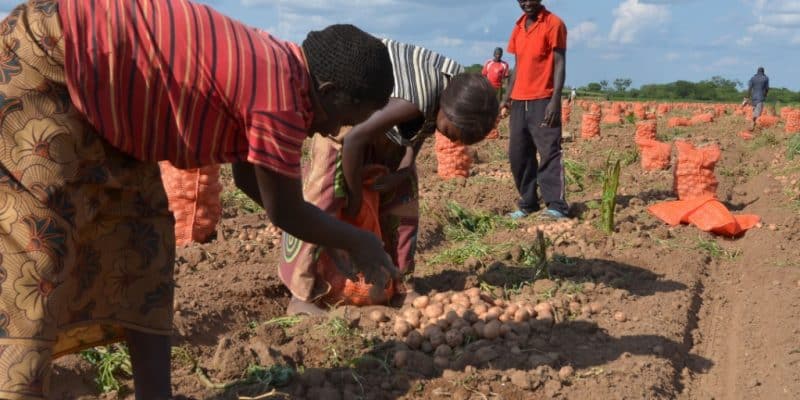 Eau et agriculture : l'Usaid engage 66,8 M$ pour la résilience climatique en Zambie ©africa924/Shutterstock