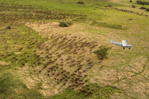 South Sudan is recording the largest mammal migration in the world © African Parks