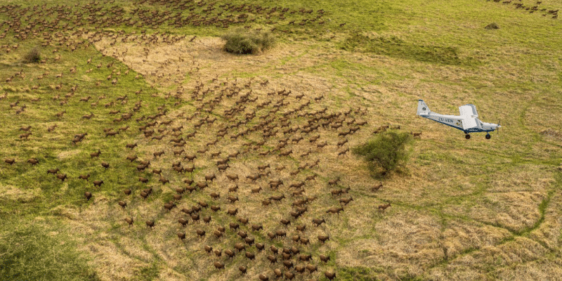 Le Soudan du Sud enregistre la plus grande migration de mammifères au monde © African Parks