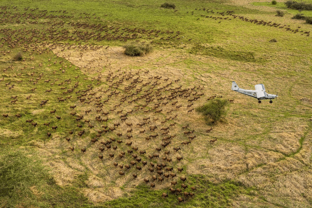 Le Soudan du Sud enregistre la plus grande migration de mammifères au monde © African Parks