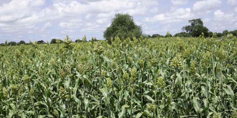 SOUTH SUDAN: $46 million from the AfDB to improve food security in 4 states ©AfDB