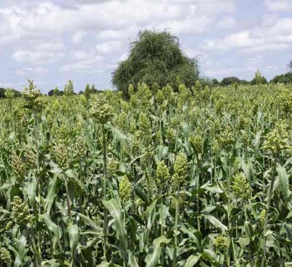 SOUDAN DU SUD : 46 M$ de la BAD pour renforcer la sécurité alimentaire dans 4 États ©BAD